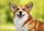 Photo Welsh Corgi Pembroke