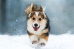 Un Corgi Pembroke heureux court dans la neige