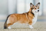 Un Welsh Corgi Pembroke vu de profil sur un sol pavé 