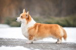 Photo Welsh Corgi Pembroke