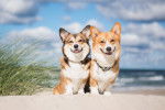 Photo Welsh Corgi Pembroke