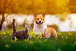 Un Welsh Corgi Pembroke et un chat dans de l'herbe 
