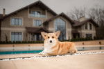 Un Welsh Corgi Pembroke allongé non loin d'une maison et semblant monter la garde