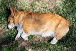 Un Welsh Corgi Pembroke allongé sur un terrain herbeux et semblant mort