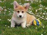 cars - Welsh Corgi Pembroke Mâle (10 mois)