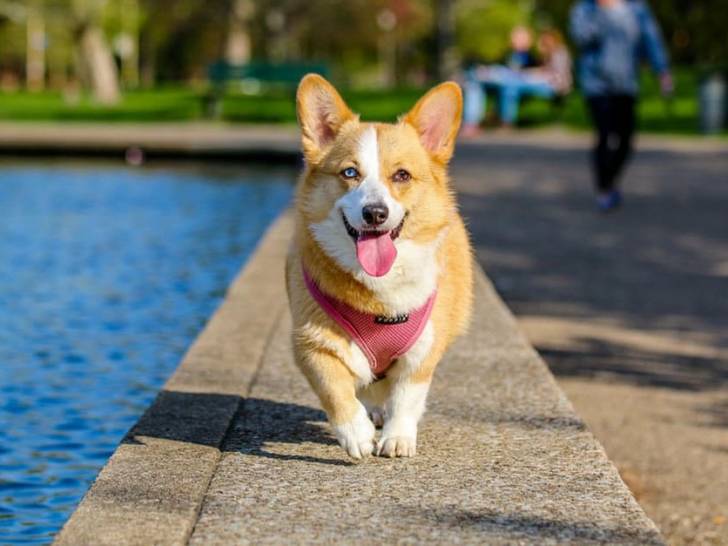 Le Welsh Corgi Pembroke