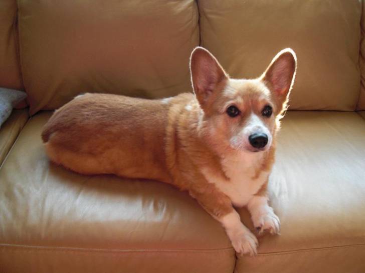Photo Welsh Corgi Pembroke