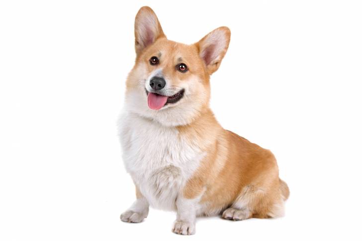 Photo Welsh Corgi Pembroke