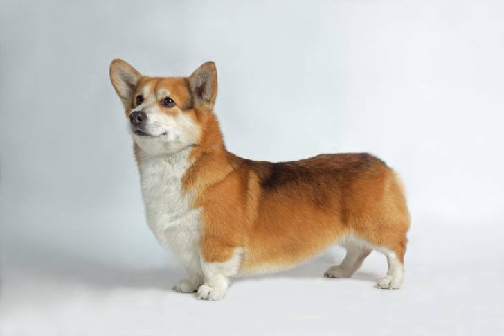 Photo Welsh Corgi Pembroke