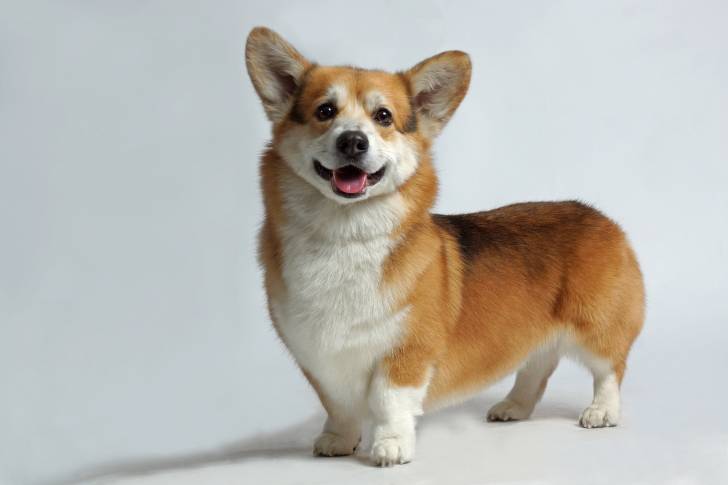 Photo Welsh Corgi Pembroke