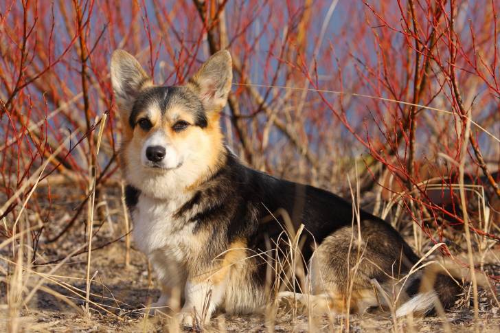 Photo Welsh Corgi Pembroke