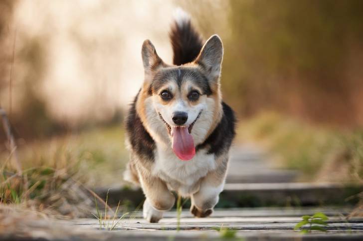 Photo Welsh Corgi Pembroke