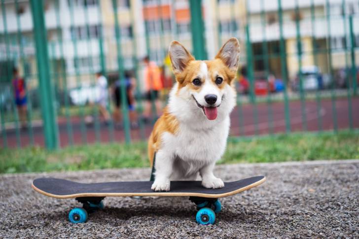 Photo Welsh Corgi Pembroke