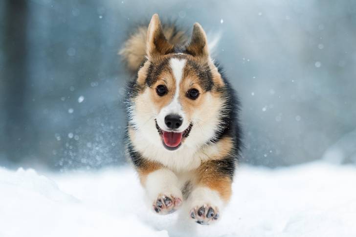 Un Corgi Pembroke heureux court dans la neige
