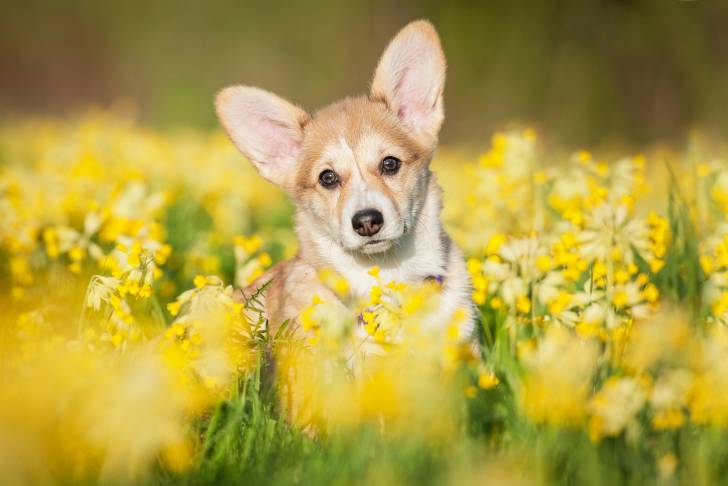 Photo Welsh Corgi Pembroke