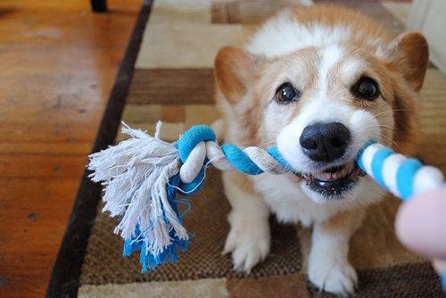Zéro - Welsh Corgi Pembroke Mâle (2 ans)