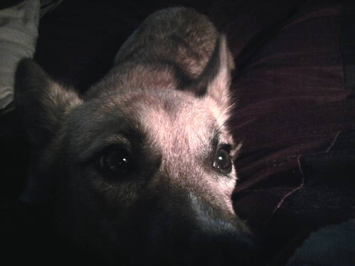 Buck - Welsh Corgi Pembroke Mâle (1 an)