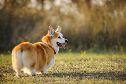 Un Welsh Corgi Pembroke sur un terrain herbeux tirant la langue et regardant vers la droite