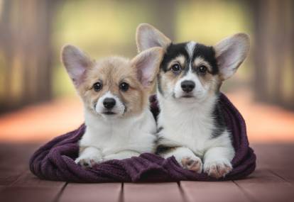 Deux chiots Welsh Corgi Pembroke enroulés d'une écharpe