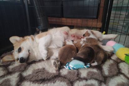 Une chienne Welsh Corgi Pembroke allongée dans une cage et allaitant ses trois chiots