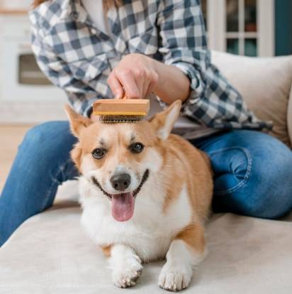 Un welsh corgi pembroke se faisant brosser les poils
