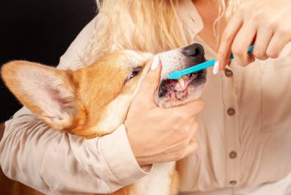 Un Welsh Corgi Pembroke se faisant brosser les dents