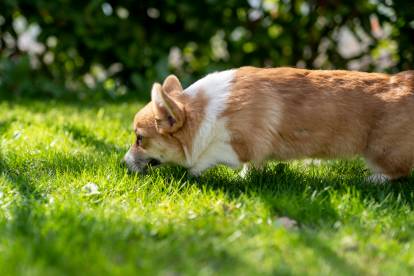 Un Welsh Corgi Pembroke reniflant le sol
