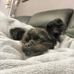 Un Shi Chi aux grandes oreilles et dormant sous une couverture