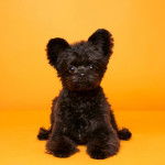 Photo en gros plan montrant un Shi Chi fixant la caméra et qui semble  enthousiaste