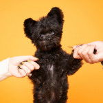 Un Shi Chi tenue par deux mains il semble debout sur ses pattes arrières 