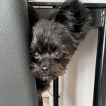 Un Shi Chi derrière un siège et fixant la caméra d'un air attentif