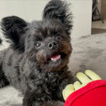 Un Shi Chi aux grandes oreilles couché la gueule ouverte il semble joueur