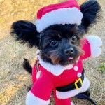 Un Shi Chi aux grandes oreilles habillée en père noel dans un gazon