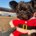 Un Shi Chi aux grandes oreilles habillée en père noel avec un ceinturon noir assis et concentrée