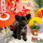 Un Shi Chi noir avec un collier en papillon au cou il semble célébrer son anniversaire