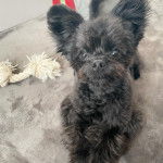 Un Shi Chi noir allongé sur un sol il fixe la caméra d'un air content