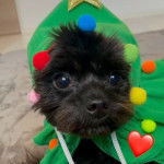 Un Shi Chi aux yeux bleu allongé et couvert d'une combinaison verte