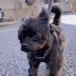 Photo montrant un Shi Chi courant sur une voie goudronnée et tenu par une laisse