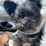 Un Shi Chi habillée et assis dans les bras d'un homme dans une voiture il semble détendu