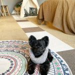 Un Shi Chi noir allongée sur un tapis portant au cou mousse pour cou