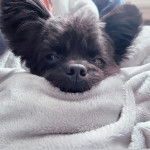 Un Shi Chi noir allongé sous une couverture et qui semble vouloir pleurer