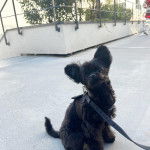 Un Shi Chi joyeux assis sur ses pattes arrières dans un parc et tenu par une laisse