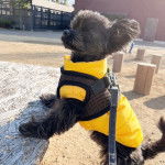 Un Shi Ch debout sur ses pattes arrières et portant une combinaison jaune et tenu par une laisse 