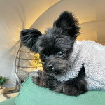 Un Shi Chi noir allongé sur un canapé portant une couverture et semble timide