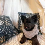 Un Shi Chi assis dans un canapé portant une couverture rose et tirant la langue