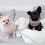 Photo montrant deux Shi Chi noir et blanc dans un canapé et qui semble étonné