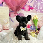 Un Shi Chi assis noeud blanc au cou et qui semble célébrer son anniversaire