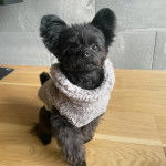 Un Shi Chi aux grandes oreillees voulant marcher sur une table et portant une couverture rose