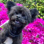 Un Shi Chi gueule ouverte tirant légèrement la langue et à les yeux fermés  