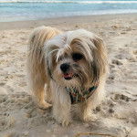 Un Shi Chi à la fourrure tombante et marchant sur un sable de mer elle a au cou un pendentif